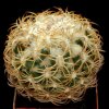 Coryphantha_retusa